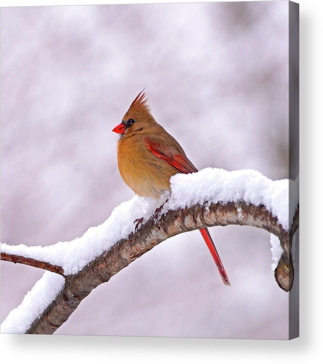 Cardinal Acrylic Print featuring the photograph Northern Cardinal in Winter by Ken Stampfer