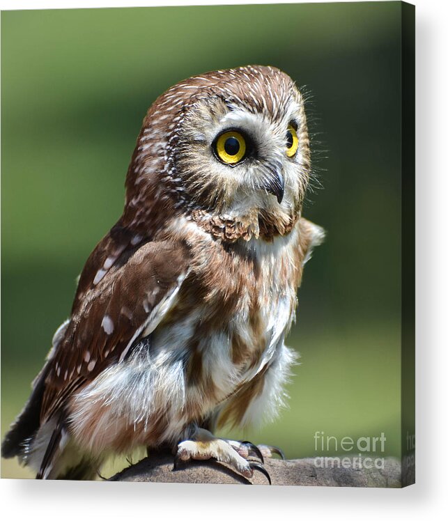 Owl Acrylic Print featuring the photograph Northern Saw Whet Owl by Amy Porter