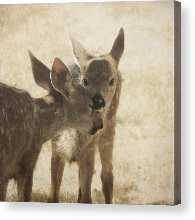 Fawns Acrylic Print featuring the photograph Nuzzle by Sally Banfill