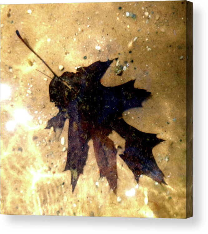 Oak Leaf Acrylic Print featuring the photograph Oak Leaf Underwater by Tara Hutton