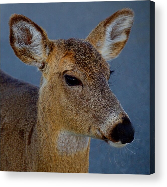 Deer Acrylic Print featuring the photograph Ocean Deer I I I by Newwwman