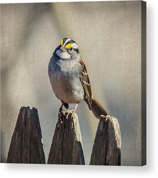 Sparrow Acrylic Print featuring the photograph On The Fence by Cathy Kovarik