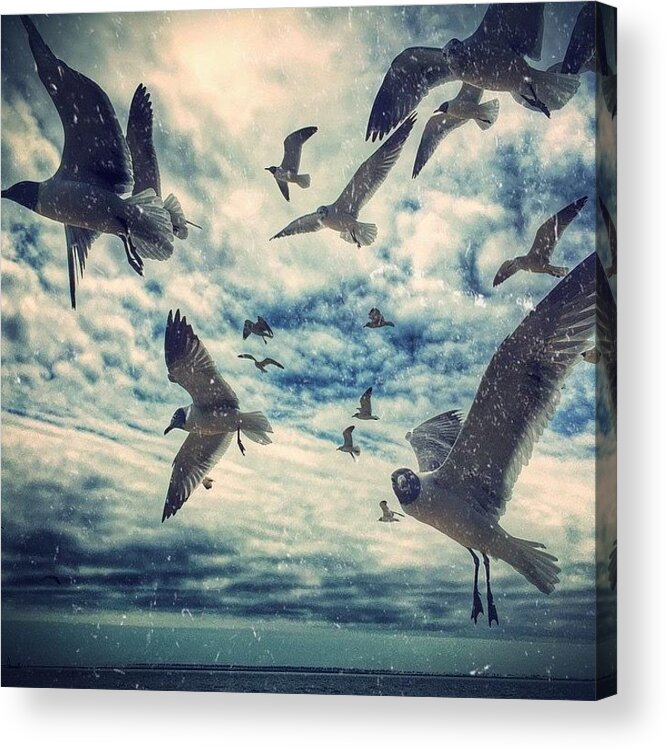 Distressed Acrylic Print featuring the photograph One More Edit Of The Birds by Joan McCool
