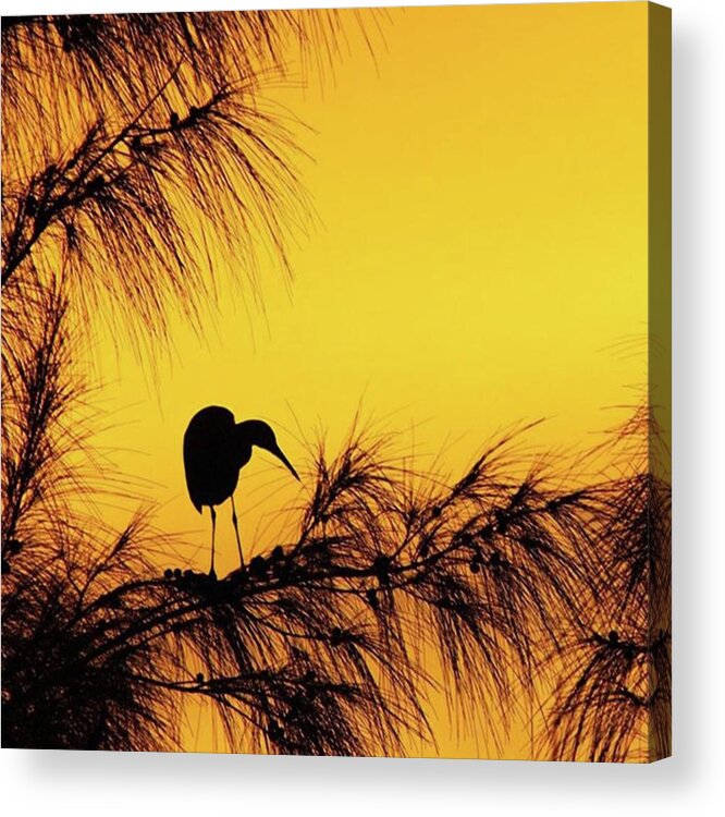 Egret Acrylic Print featuring the photograph One Of A Series Taken At Mahoe Bay by John Edwards
