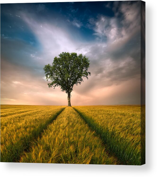Tree Acrylic Print featuring the photograph One by Piotr Krol (bax)