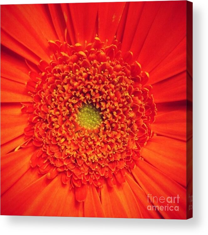 Flower Acrylic Print featuring the photograph Orange for Andy by Denise Railey