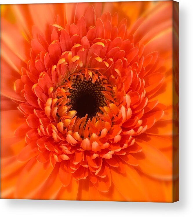 Nature Acrylic Print featuring the photograph Orange Gerbera daisy by Wonju Hulse