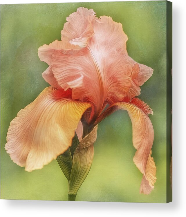 Flower Acrylic Print featuring the photograph Orange Maid by Linda Szabo