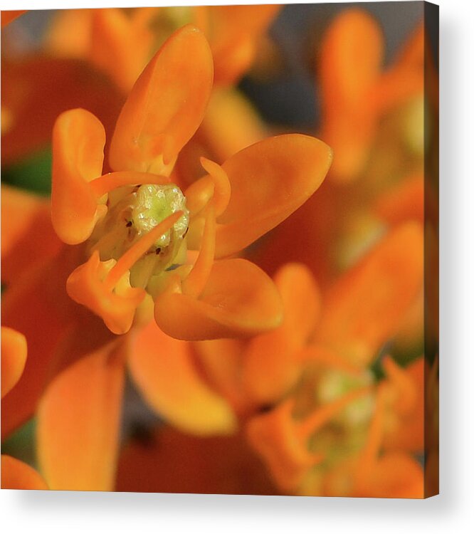 Wildflowers Acrylic Print featuring the photograph Orange Milkweed by Tana Reiff