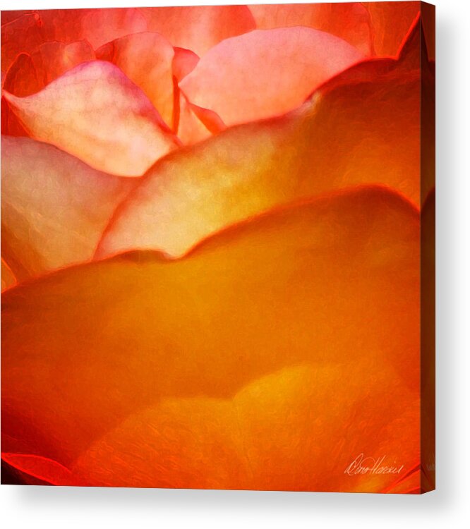 Passion Acrylic Print featuring the photograph Orange Passion by Diana Haronis