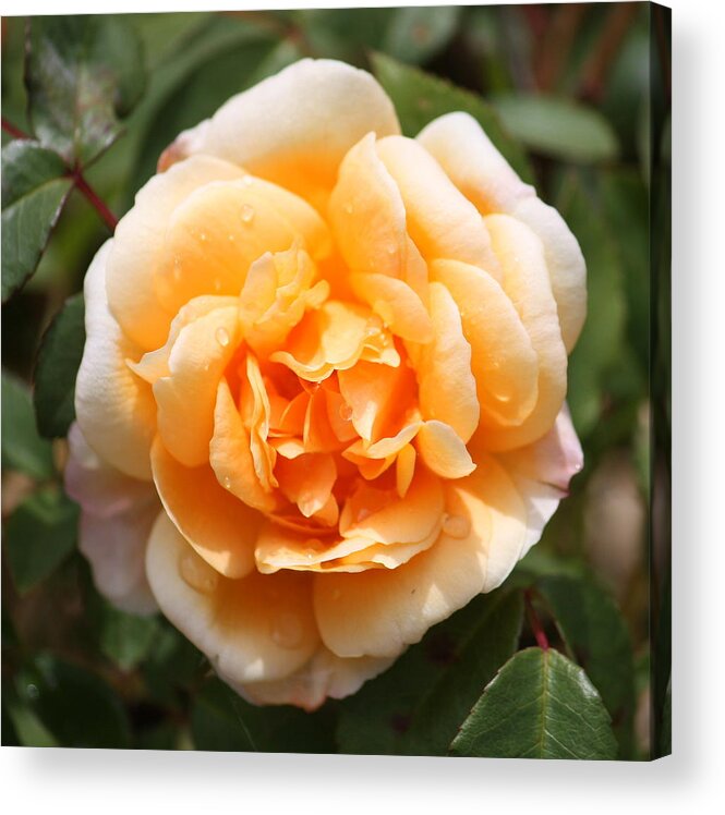 Orange Rose Acrylic Print featuring the photograph Orange Rose Square by Carol Groenen