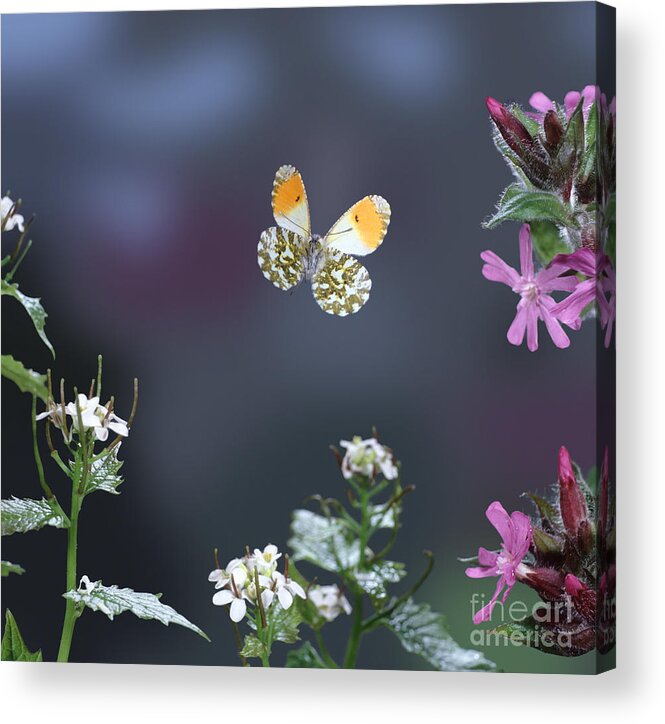 Anthocharis Cardamines Acrylic Print featuring the photograph Orange Tip Butterfly by Warren Photographic