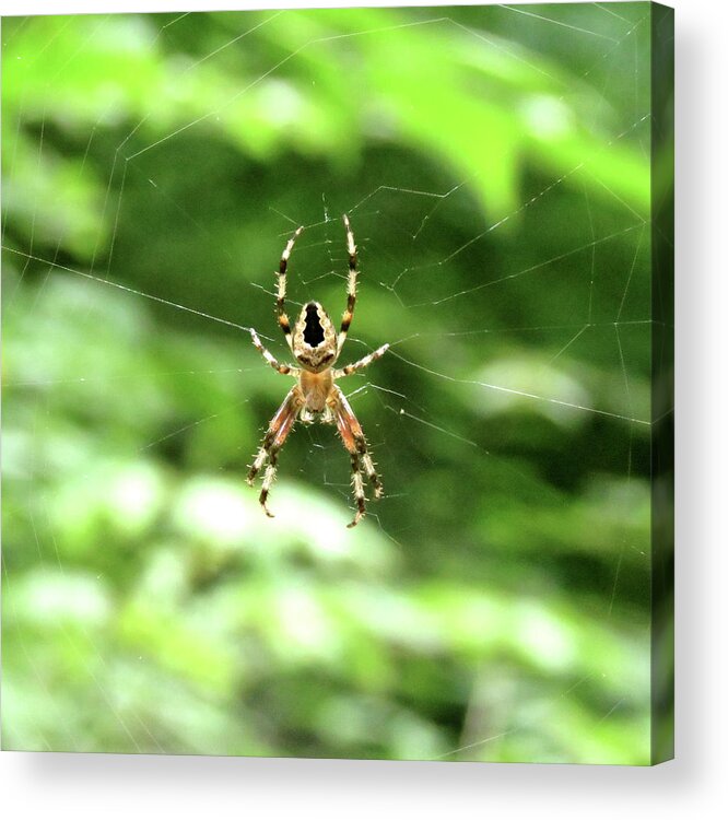 Spider Acrylic Print featuring the photograph Orb Weaver by Azthet Photography