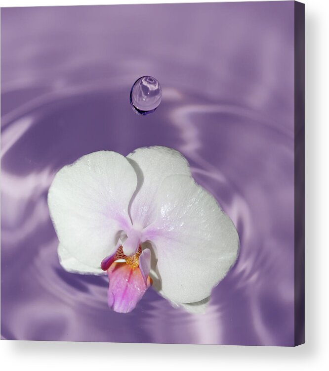 Macro Photography Acrylic Print featuring the photograph White Orchid Water Drop by Crystal Wightman