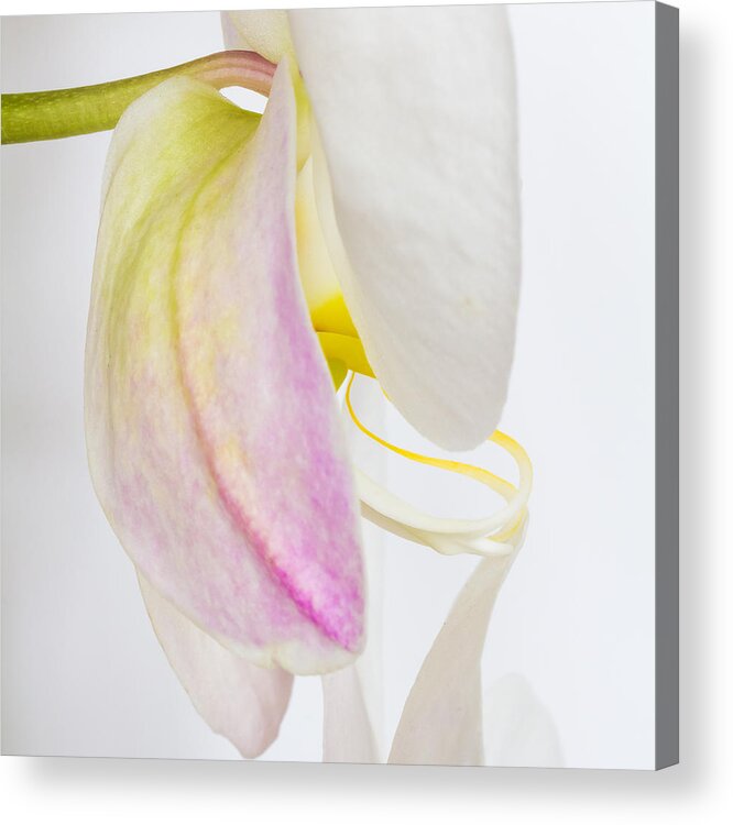 Orchid Acrylic Print featuring the photograph Orchid 3 by Patricia Schaefer