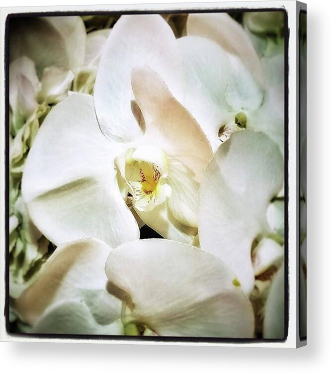 Dailyflower Acrylic Print featuring the photograph Orchids For His Majesty. In Loving by Mr Photojimsf