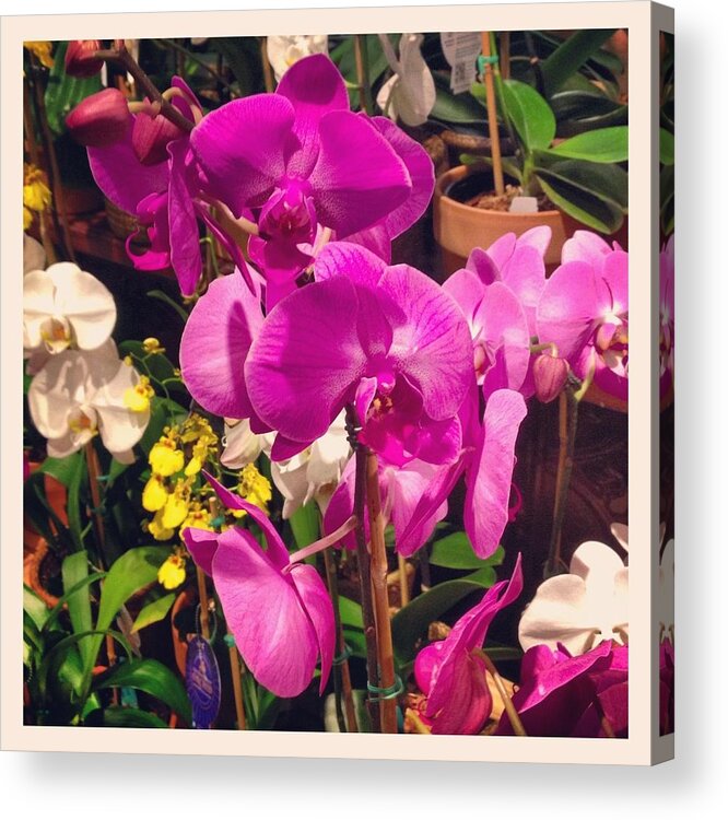 Orchids Acrylic Print featuring the photograph Orchids in the Store 2 by Will Felix