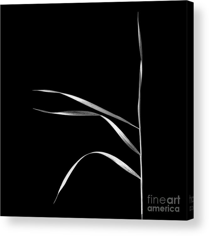 Photography By Paul Davenport Acrylic Print featuring the photograph Organic Enhancements 3 by Paul Davenport