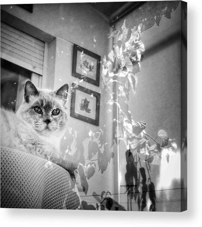 Home Acrylic Print featuring the photograph Orlando The Cat by Rafa Rivas
