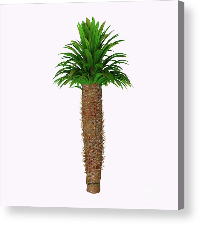 3d Illustration Acrylic Print featuring the painting Pachypodium lamerei Tree by Corey Ford