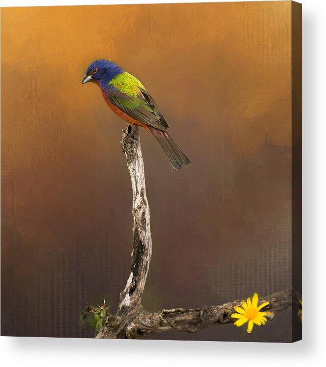 Painted Bunting Acrylic Print featuring the photograph Painted Bunting by Peggy Blackwell
