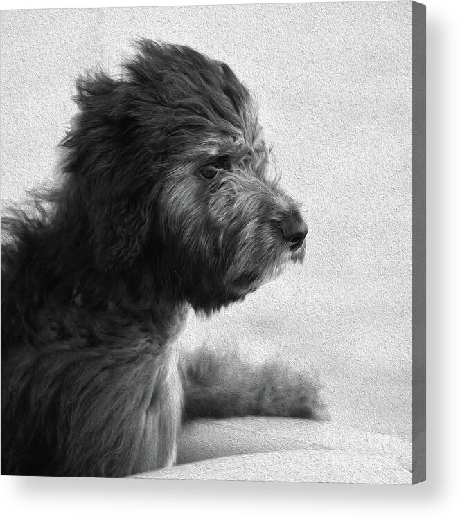Intense Acrylic Print featuring the photograph Painted Lexi by Skip Willits
