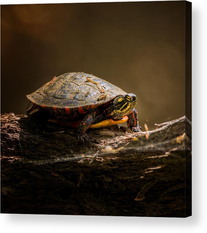Turtle Acrylic Print featuring the photograph Painted Turtle by Bill Wakeley