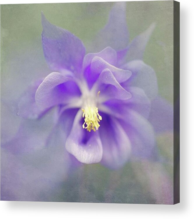  Acrylic Print featuring the photograph Painterly Flowers by Margaret Goodwin