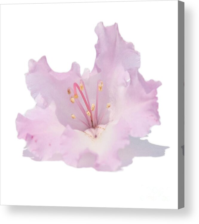 T-shirt Acrylic Print featuring the photograph Pale Pink Rhododendron on Transparent background by Terri Waters