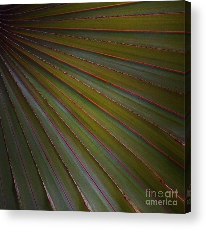 Palm Acrylic Print featuring the photograph Palm by Denise Railey