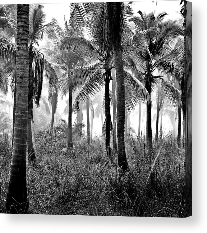 Palm Trees Acrylic Print featuring the photograph Palm Trees - Black and White by Marianna Mills