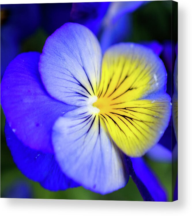 Pansy Acrylic Print featuring the photograph Pansy Close-up Square by Lisa Blake