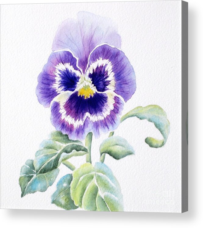 Pansy Acrylic Print featuring the painting Pansy by Deborah Ronglien