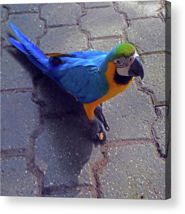 Cartagena Acrylic Print featuring the photograph Parrots 6 by Ron Kandt