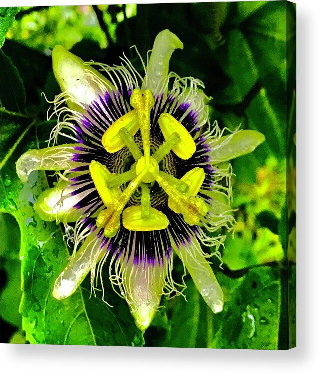 #passionflower #flowersofaloha #flowers #aloha Acrylic Print featuring the photograph Passion Flower Aloha by Joalene Young