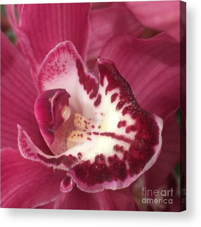 Orchid Acrylic Print featuring the photograph Passionate Purple by Nona Kumah