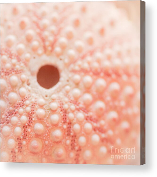 Seashell Acrylic Print featuring the photograph Pastel Keyhole by Ana V Ramirez