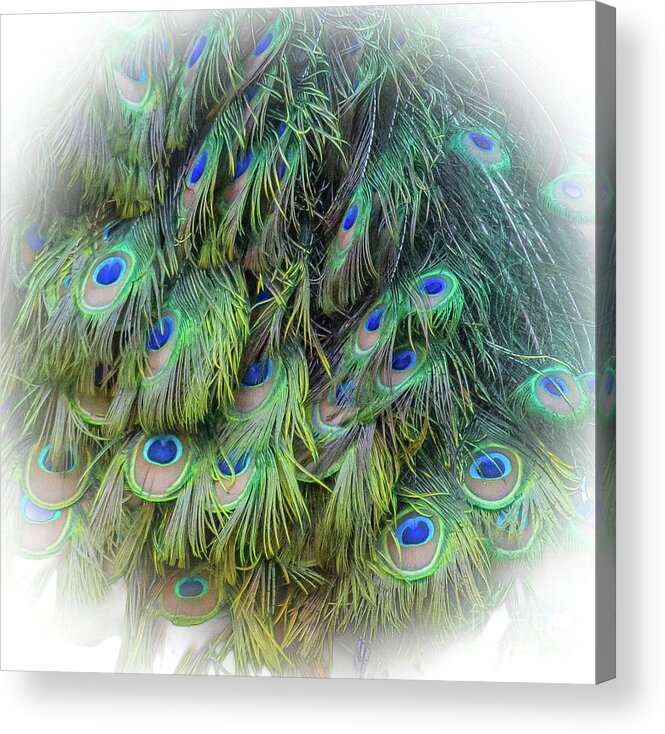 Animal Acrylic Print featuring the photograph Peacock by Barry Bohn