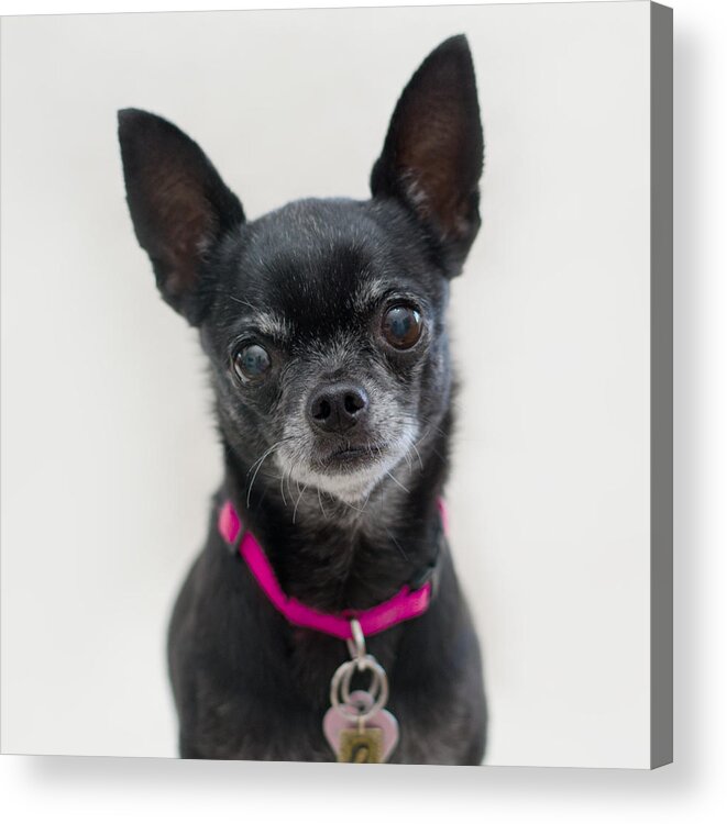 Pet Angel Photography Acrylic Print featuring the photograph Perlita 2 square by Irina ArchAngelSkaya