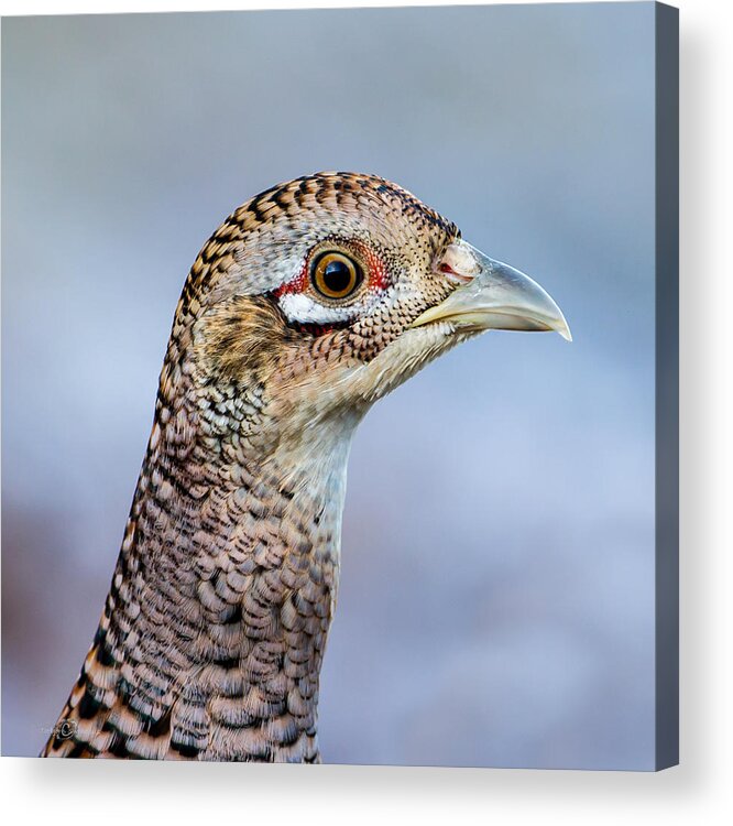 Pheasant Hen Acrylic Print featuring the photograph Pheasant Hen by Torbjorn Swenelius