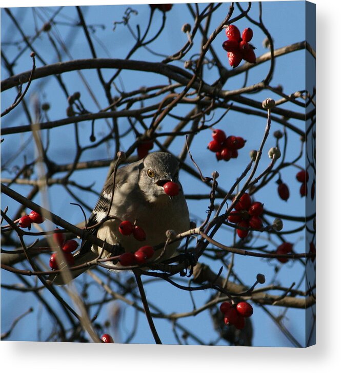 Berries Acrylic Print featuring the photograph Picking Berries by Cathy Harper