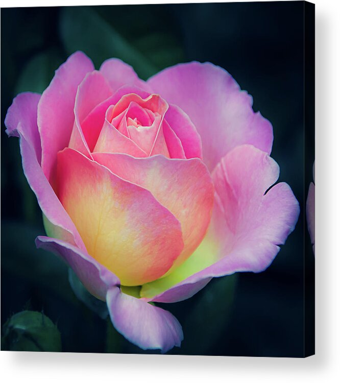 Single Pink And Yellow Rose Acrylic Print featuring the photograph Pink and Yellow Single Rose by Julie Palencia