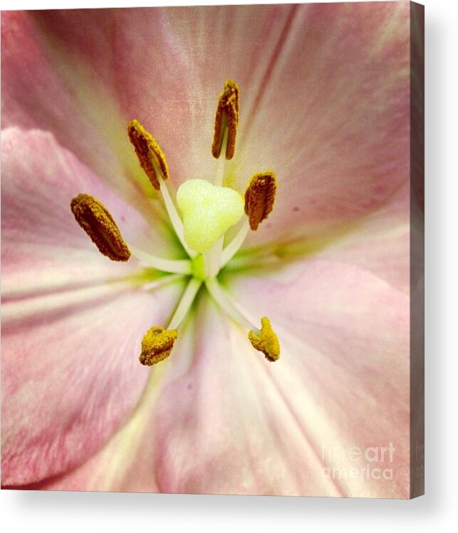 Lily Acrylic Print featuring the photograph Pink by Denise Railey