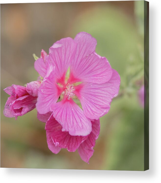 Floral Acrylic Print featuring the photograph Pink in the Wild by E Faithe Lester
