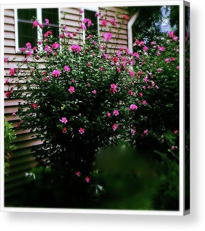 Pink Acrylic Print featuring the photograph Pink Pizzazz by Frank J Casella