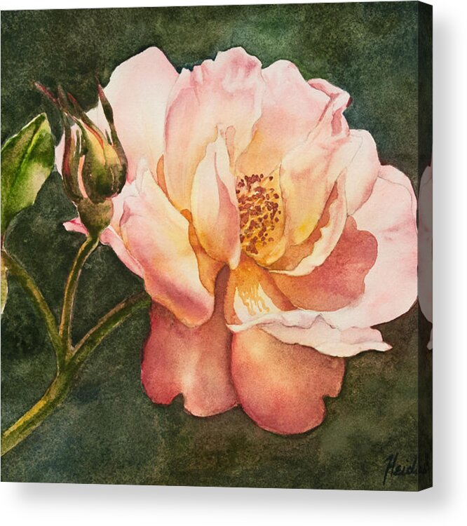 Floral Acrylic Print featuring the painting Pink Rose by Heidi E Nelson