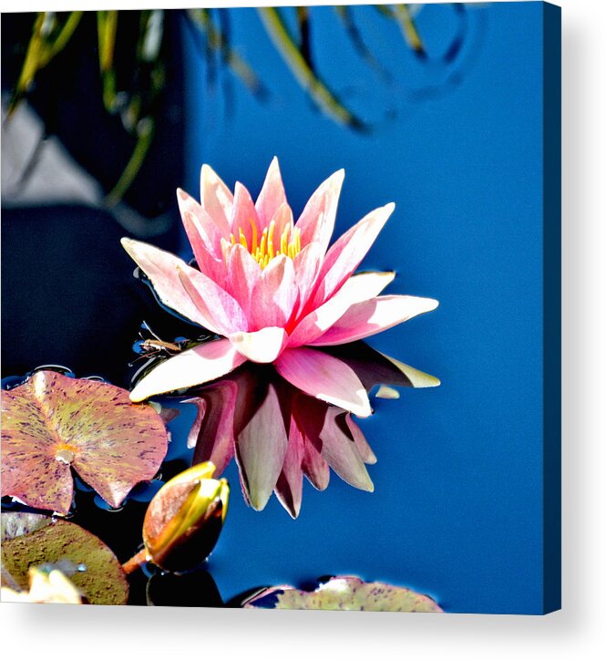 Water Lily Lily Acrylic Print featuring the photograph Pink Water Lily with Reflection by Amy McDaniel