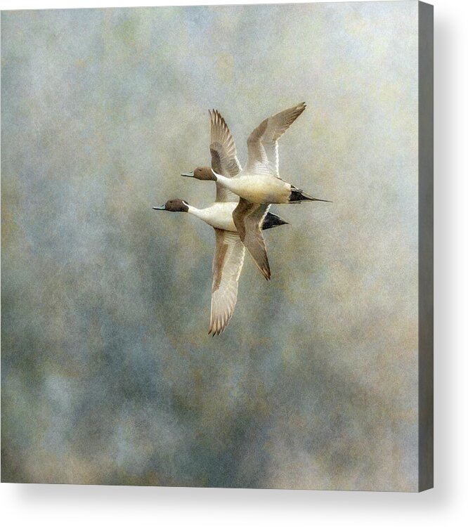 Duck Acrylic Print featuring the photograph Pintail Duo by Angie Vogel