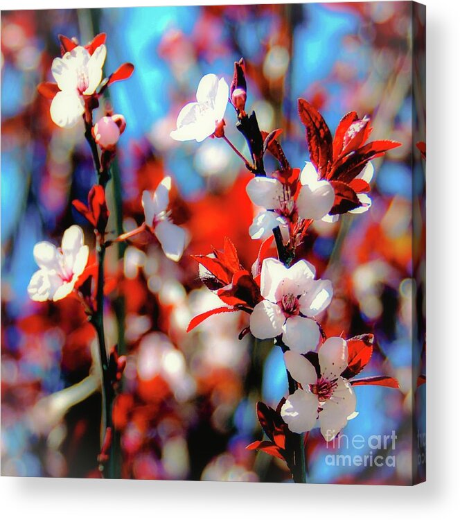Plants Acrylic Print featuring the photograph Plants and Flowers by D Davila