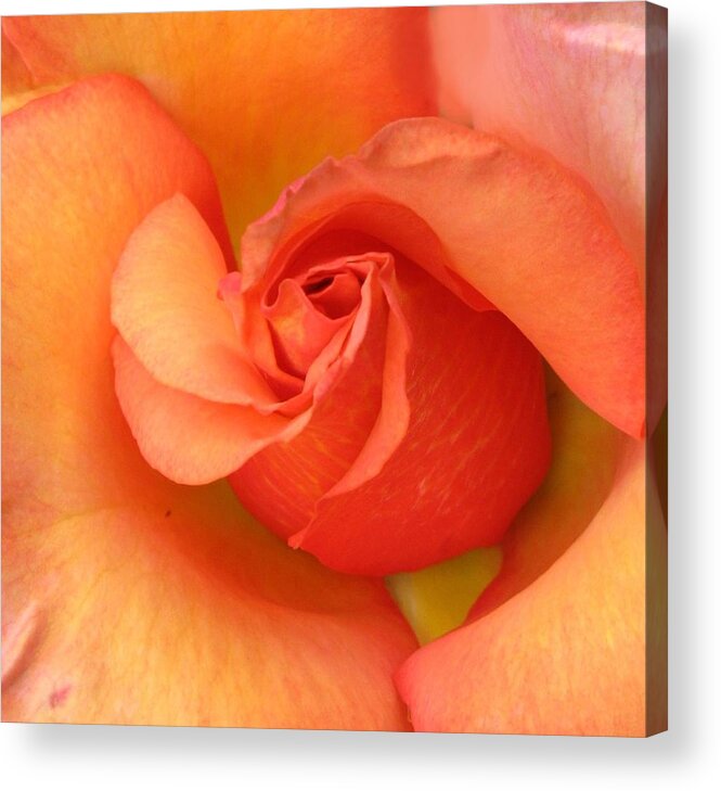 Orange Acrylic Print featuring the photograph Playful by Carol Sweetwood